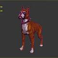 Brown And White Boxer Dog With Collar In Standing Pose 3d model