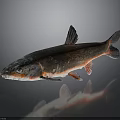 Red and Black Fish With Shiny Scales And Reflection On Dark Background