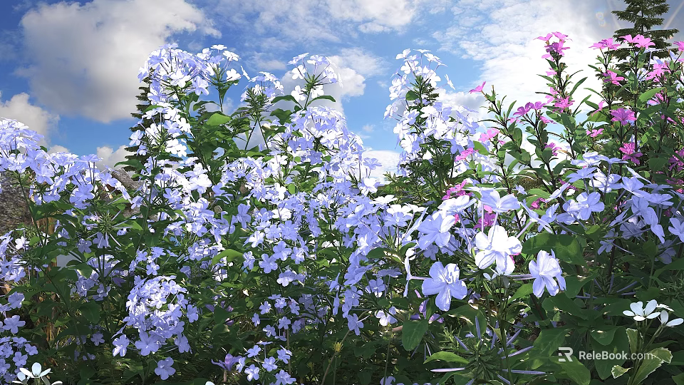 Blooming Blue And White Flowers With Pink Blooms In Outdoor Garden Under Blue Sky 3d model 
