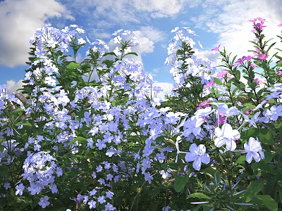 Blooming Blue And White Flowers With Pink Blooms In Outdoor Garden Under Blue Sky 3d model