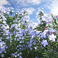Blooming Blue And White Flowers With Pink Blooms In Outdoor Garden Under Blue Sky