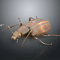 Close Up View Of Shiny Iridescent Beetle With Metallic Sheen On Dark Background