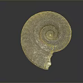 Vibrant Spiral Fossil With Purple Blue Pink Hues On Dark Background