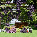 Lush Grape Vines Covered Pergola With Fresh Grapes Wine Bottles And Basket On Green Grass
