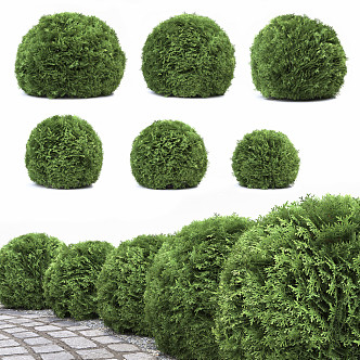 Shrubs 3d model