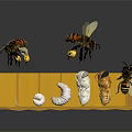 Flying Insect Bees In Honeycomb Structure With Larvae Pupa And Adult Life Stages