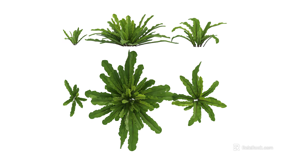 Various Green Fern Plants with Different Leaf Shapes and Sizes for Natural Decor 3d model 