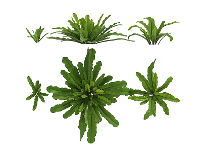 Various Green Fern Plants with Different Leaf Shapes and Sizes for Natural Decor 3d model
