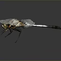 Dragonfly With Transparent Wings Yellow Head And Black White Body On Gray Background
