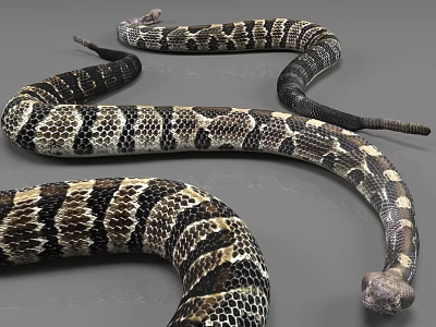 Black and White Patterned Reptile Snake with Coiled Body and Detailed Scales 3d model