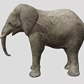 Large Gray Elephant With Wrinkled Skin Long Trunk And White Tusks