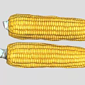 Two Fresh Yellow Ripe Corn Cobs with Sweet Juicy Kernels for Healthy Dishes