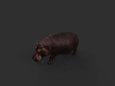 Realistic Brown Hippopotamus Aquatic Animal With Plump Body On Dark Background 3d model