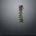 Tall Green Stem Plant With Lush Leaves And Pink Flowers