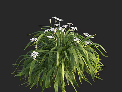 Healthy Aquatic Plants Growing With Long Green Leaves And White Flowers 3d model