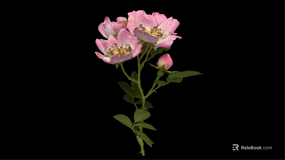Beautiful Pink Roses With Blooming Flowers Bud Green Leaves And Stem On Black Background 3d model 