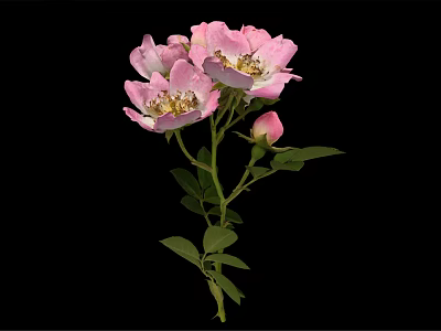 Beautiful Pink Roses With Blooming Flowers Bud Green Leaves And Stem On Black Background 3d model