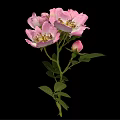 Beautiful Pink Roses With Blooming Flowers Bud Green Leaves And Stem On Black Background