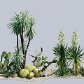 Advanced small fresh courtyard indoor greening wall sand plants cactus desert plants landscaping lazy people must 3d model