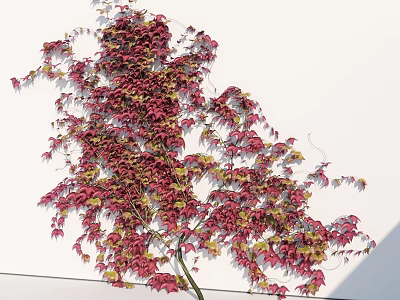 Lush Vine Plant With Red And Yellow Leaves Climbing Up White Wall 3d model