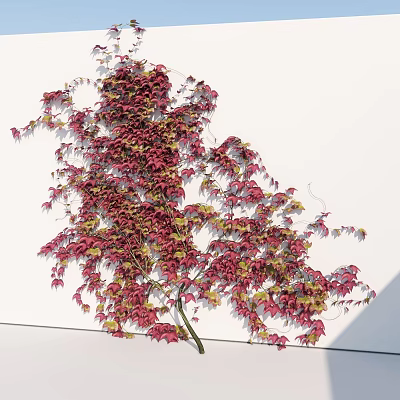 Lush Vine Plant With Red And Yellow Leaves Climbing Up White Wall 3d model