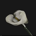 Beautiful White Calla Lily Bloom with Yellow Spadix and Smooth Petals Against Dark Background