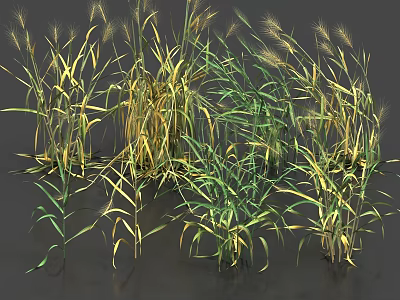 Different Types of Cereal Crops Featuring Green and Yellow Growing Leaves in Natural Environment 3d model