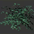 Lush Green Leafy Plant With Dense Foliage And Heart Shaped Leaves For Decoration