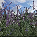 Purple Flowers Blooming in Garden with Green Leaves Under Blue Sky and White Clouds