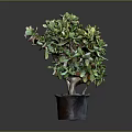 Succulent Plant with Branched Stems and Green Leaves in Brown Pot against Gray Background