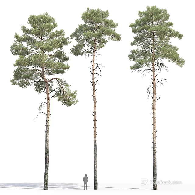 Three Tall Straight Pine Trees With Green Foliage And Brown Trunks 3d model 