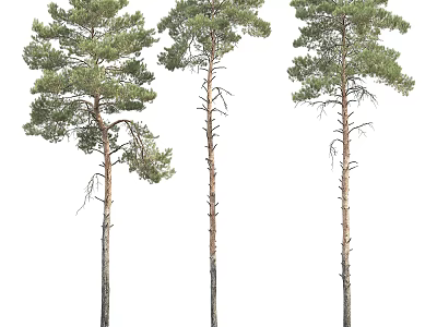 Three Tall Straight Pine Trees With Green Foliage And Brown Trunks 3d model