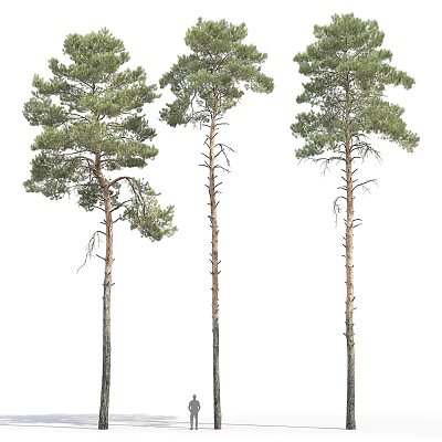 Three Tall Straight Pine Trees With Green Foliage And Brown Trunks 3d model