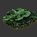 Fresh Oyster Mushrooms Growing On Wood With White Gray Caps And Green Moss In Dark Background