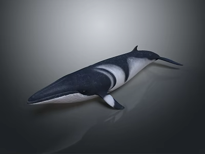 Black And White Aquatic Whale With Streamlined Body In Marine Underwater Scene 3d model