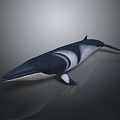 Black And White Aquatic Whale With Streamlined Body In Marine Underwater Scene