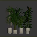 Indoor Green Plants With Lush Foliage In White Ceramic Pots On Dark Surface