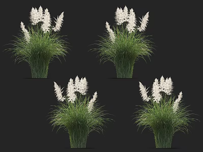 Four Potted White Flowering Grass Plants With Lush Green Foliage 3d model