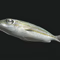 Silver Fish With Golden Stripes Large Eyes Swimming In Black Background Showing Natural Features