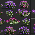 Vibrant Purple And Pink Flowers With Green Leaves In Lush Garden