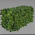 Lush Green Cube Shaped Plant Hedge With Dense Foliage And Trimmed Leaves