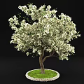Tall Arbor with Abundant White Flowers Thick Trunk and Lush Green Grass Around Base