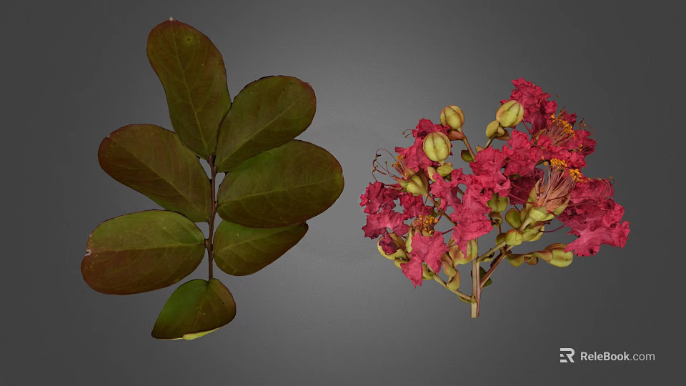 Lush Plant Featuring Dark Green Veined Compound Leaves And Pink Blooming Flowers With Buds 3d model 
