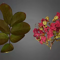 Lush Plant Featuring Dark Green Veined Compound Leaves And Pink Blooming Flowers With Buds