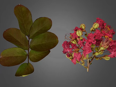 Lush Plant Featuring Dark Green Veined Compound Leaves And Pink Blooming Flowers With Buds 3d model