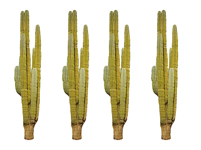 Four Tall Green Cacti With Segmented Stems And Brown Base 3d model