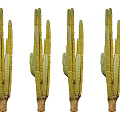 Four Tall Green Cacti With Segmented Stems And Brown Base