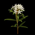 Blooming Lush Plant with White Flowers and Fresh Green Leaves