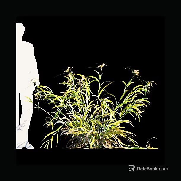 Green and Yellow Leafy Plant with Small Flowers Beside White Human Silhouette on Black Background 3d model 