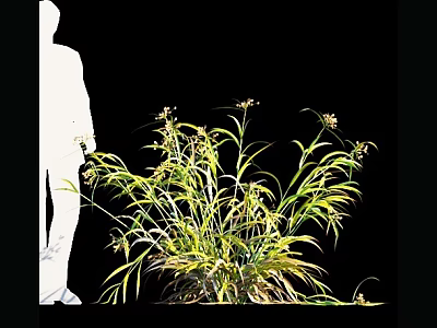 Green and Yellow Leafy Plant with Small Flowers Beside White Human Silhouette on Black Background 3d model